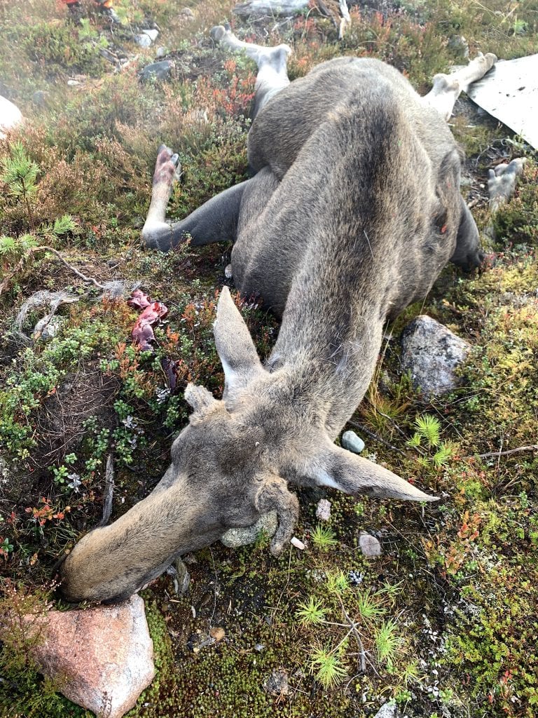 Elchjagd in Finnland