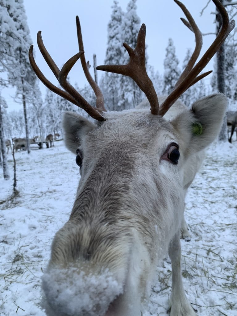 Meet the Reindeer.