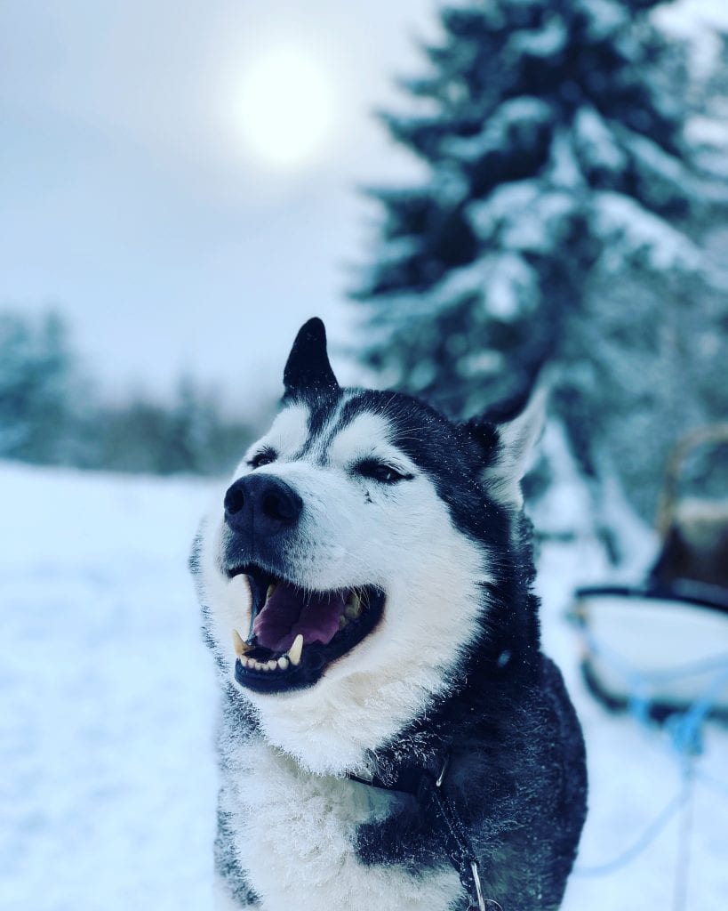Huskytour at Metsä Kolo.